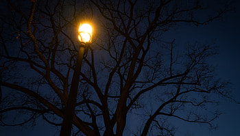 Night, Dark, Wood, Tree, Lamp, Lantern HD wallpaper