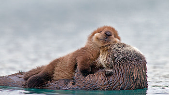 Sea otter with pup, Prince William Sound, Alaska, Scenic HD wallpaper