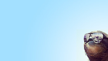 Money sloth HD wallpaper