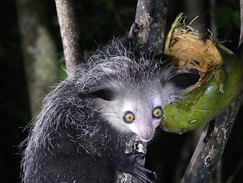 Aye Aye trekking, Madagascar's adventure, Tour operator's expertise, Memorable travel experience HD wallpaper