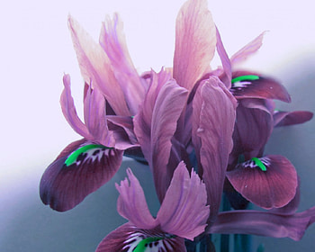 Beautiful flower, nature, lavender, petals, flower HD wallpaper