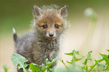 little fox, wild, fox, cub, little HD wallpaper