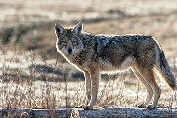 Coyote, Bold attacks, Texas encounter, Household threat HD wallpaper