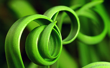 Plants HD wallpaper