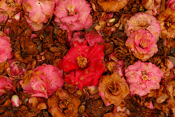 Flowers, Pink, Garden, Dry, Camellia HD wallpaper