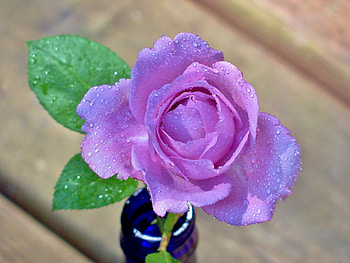 *** Violet flowers ***, animal, rose, flowers, animals HD wallpaper
