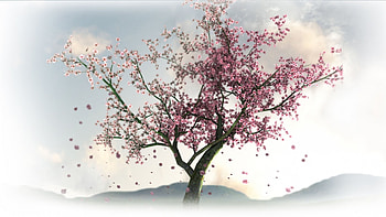 Plants, Trees, Sakura HD wallpaper