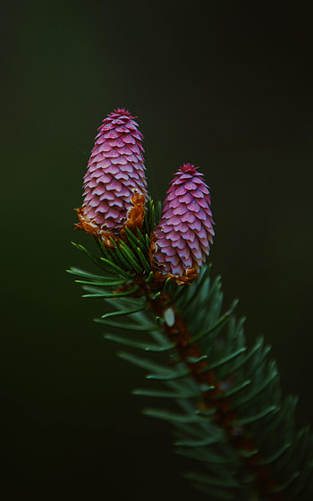 Needle, Macro, Branch, Fir, Spruce, Spruce Cone, Spruce Bump HD phone wallpaper