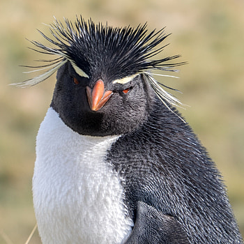 Rockhopper, Penguins HD phone wallpaper