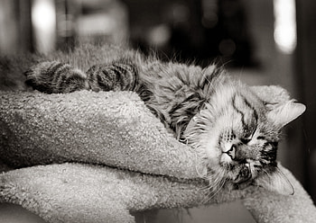 Animals, Cat, Muzzle, Eyes, Color, Bw, Chb, Mustache, Moustache, Paws, Nose, Wool HD wallpaper