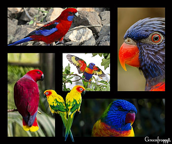 PARROT COLLAGE, PRETTY, PARROTS, COLLAGE HD wallpaper
