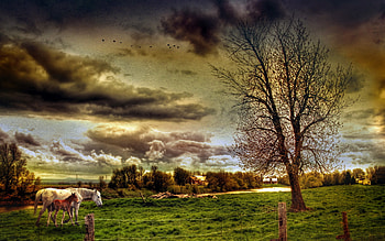 Animals, Horses HD wallpaper