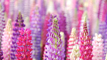 Flowers, Petals, Beautiful HD wallpaper