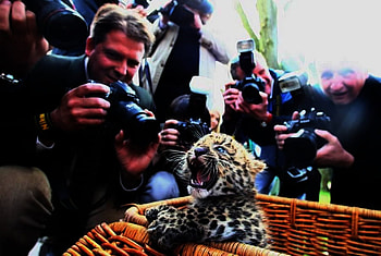 No , Please !, basket, leopard, cub, graphers, camera, cute, beautiful HD wallpaper