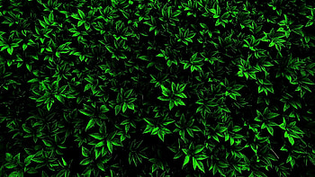 Small leaf branches, Detailed HD wallpaper
