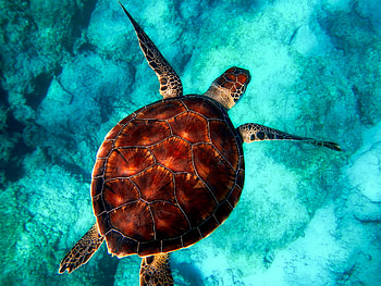 Turtle Reptile, turtle, reptile, animals, underwater, sea HD wallpaper