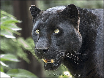 black leopard, cat, leopard HD wallpaper