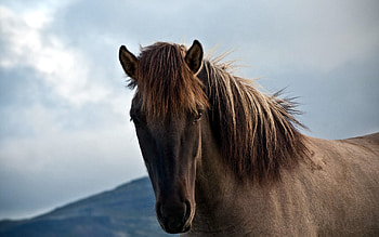 Animals, Sight, Opinion, Mane, Horse HD wallpaper