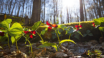 Beautiful Springtime Red Trillium in the Finger Lakes of NY, landscape, trees, flowers, blossoms, usa HD wallpaper