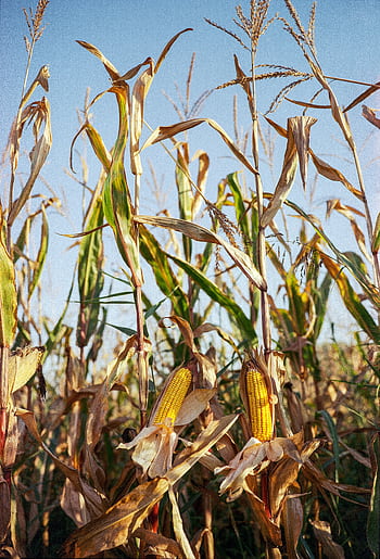 Golden corn cobs ready for harvest in a sunlit rural cornfield. HD phone wallpaper