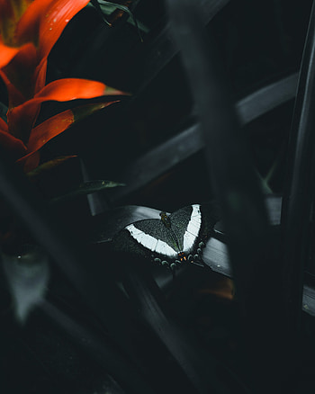 Animals, Leaves, Flower, Dark, Butterfly HD phone wallpaper