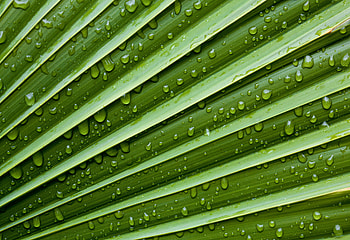 Water, Drops, Macro, Sheet, Leaf, Veins HD wallpaper