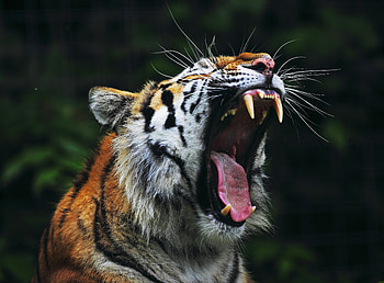 Animals, Grin, Muzzle, Big Cat, Tiger, Anger HD wallpaper