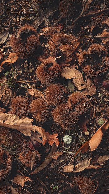 Brown Aesthetic, Brown Pattern HD phone wallpaper