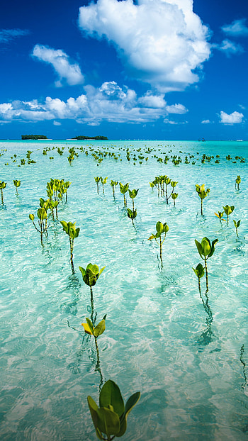 Tuvalu travels, Young mangroves, Marine park, Ecosystem preservation HD phone wallpaper