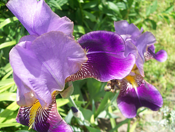 Flower, violet HD wallpaper