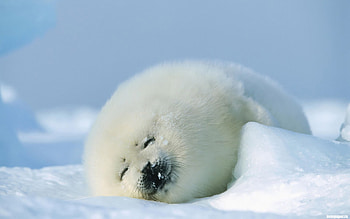 Animals, Winter, Snow, Seals HD wallpaper