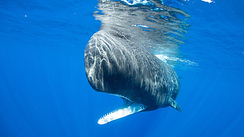 Sperm Whale, whale, sperm, mammal, ocean HD wallpaper