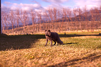 Animals, Grass, Stroll, Arctic Fox HD wallpaper