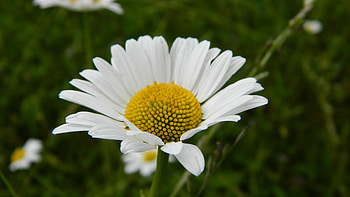 White daisy, flower, bloom HD wallpaper