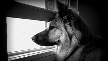 delight, Intense dog visuals, Eye-catching , Captivating ry HD wallpaper