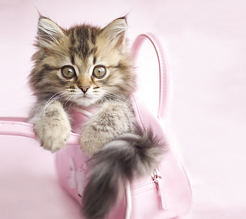 Kitten, animal, bag, cute, purse, cat, pisica, pink, rachael hale, paw HD wallpaper