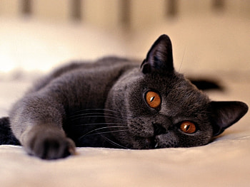 Honey eyes, animal, kitten, cute, cat, feline HD wallpaper