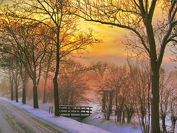 Landscape, Nature, Trees HD wallpaper