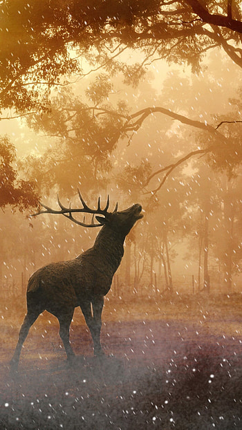 Mystic deer, Enchanting forest, U HD phone wallpaper