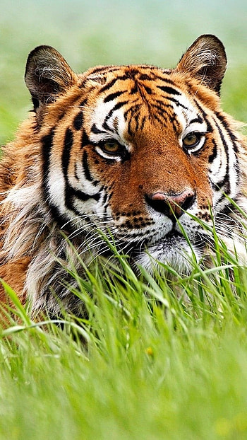 Tiger , Grass Background HD phone wallpaper