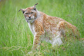 Animals, Plants, Iris, Big Cat, Sight, Opinion, Animal HD wallpaper