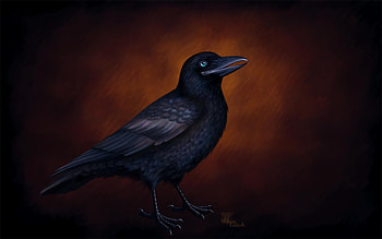 Crow , raven, bird, crow, poe HD wallpaper