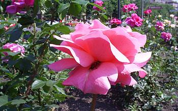 Plants, Flowers, Roses HD wallpaper
