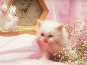 Lady kitten, animal, kitten, cat, feline, pet HD wallpaper
