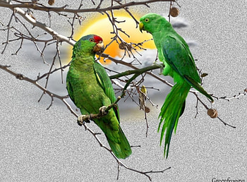 PAIR OF GREEN PARROTS, PARROTS, GREEN, CREATION, ABSTRACT HD wallpaper