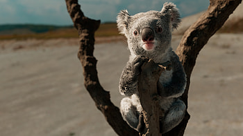Koala, Artstation, Lookdev renders, Wildlife HD wallpaper