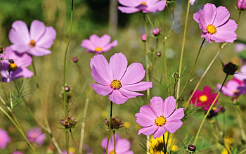 Cosmos Flowers, nature, pink, plants HD wallpaper