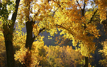Landscape, Trees, Autumn HD wallpaper