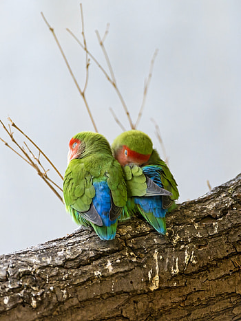 Rosy-faced lovebirds , Peach-faced lovebirds, Bird couple, Tree branch HD phone wallpaper