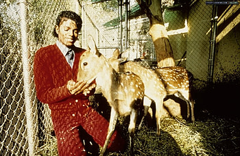 Loving heart ;), music, michael jackson, entertainment, animals HD wallpaper